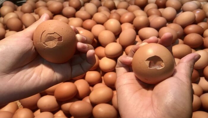 Telur Cangkang Retak, Masih Aman Dikonsumsi? Ini Penjelasan Pakar