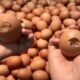 Telur Cangkang Retak, Masih Aman Dikonsumsi? Ini Penjelasan Pakar