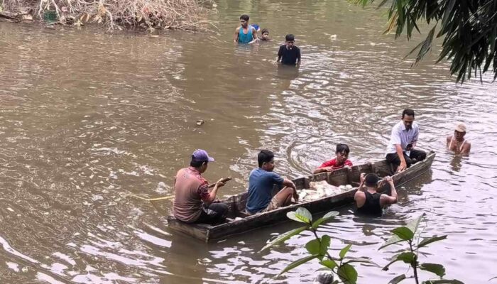 Warga Desa dan PTPN IV Regional IV Panen Ikan di Lubuk Larangan