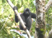 Satwa endemik Bilo di Mentawai. (dok. istimewa)