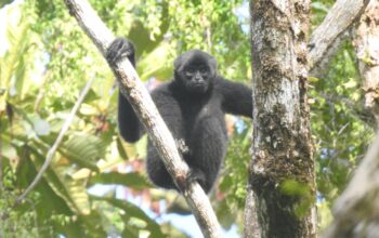 Satwa endemik Bilo di Mentawai. (dok. istimewa)