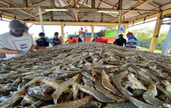 Bappenas Dorong Peningkatan Produktivitas Tambak Udang Tradisional