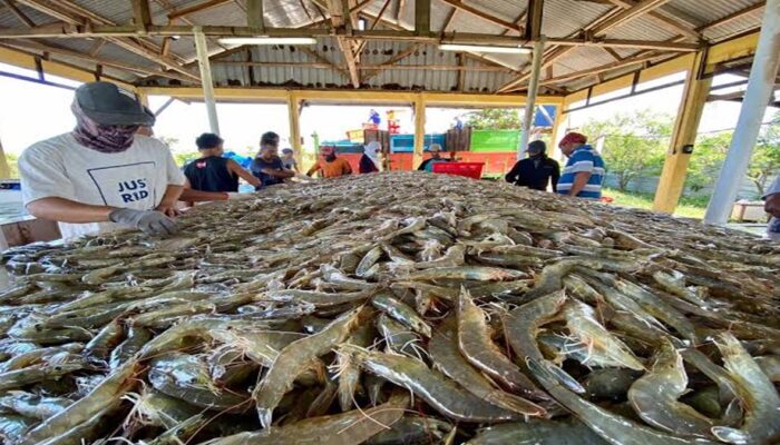 Bappenas Dorong Peningkatan Produktivitas Tambak Udang Tradisional